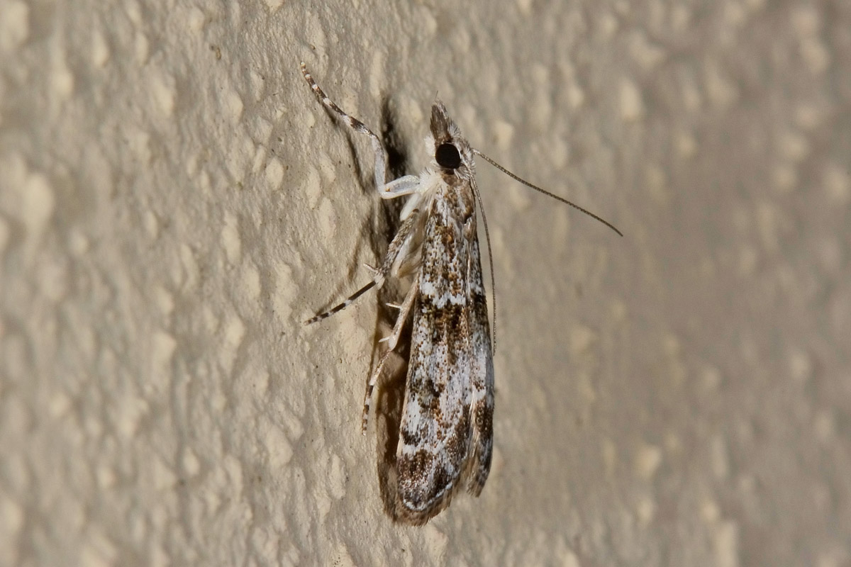 Crambidae - Eudonia mercurella